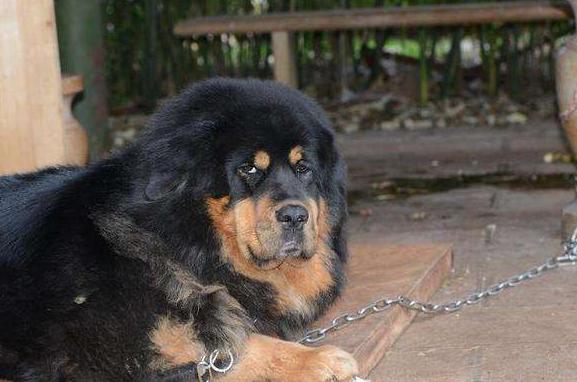 大狗禁养品种,大狗不让养只能送人