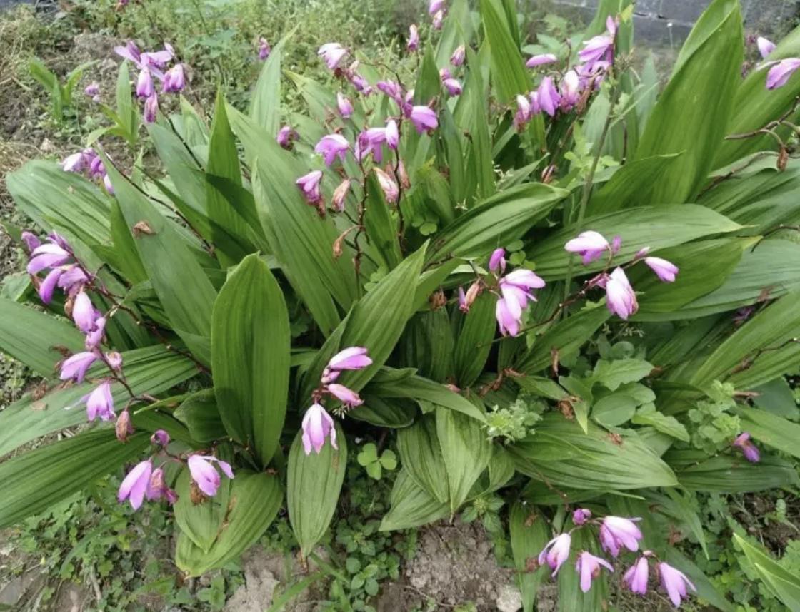 生长在小溪旁边的草,在溪水边生长的草