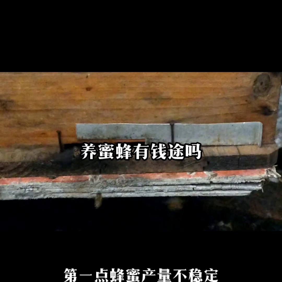 养殖蜜蜂100箱一年能赚多少钱,蜜蜂怎么养才会发家