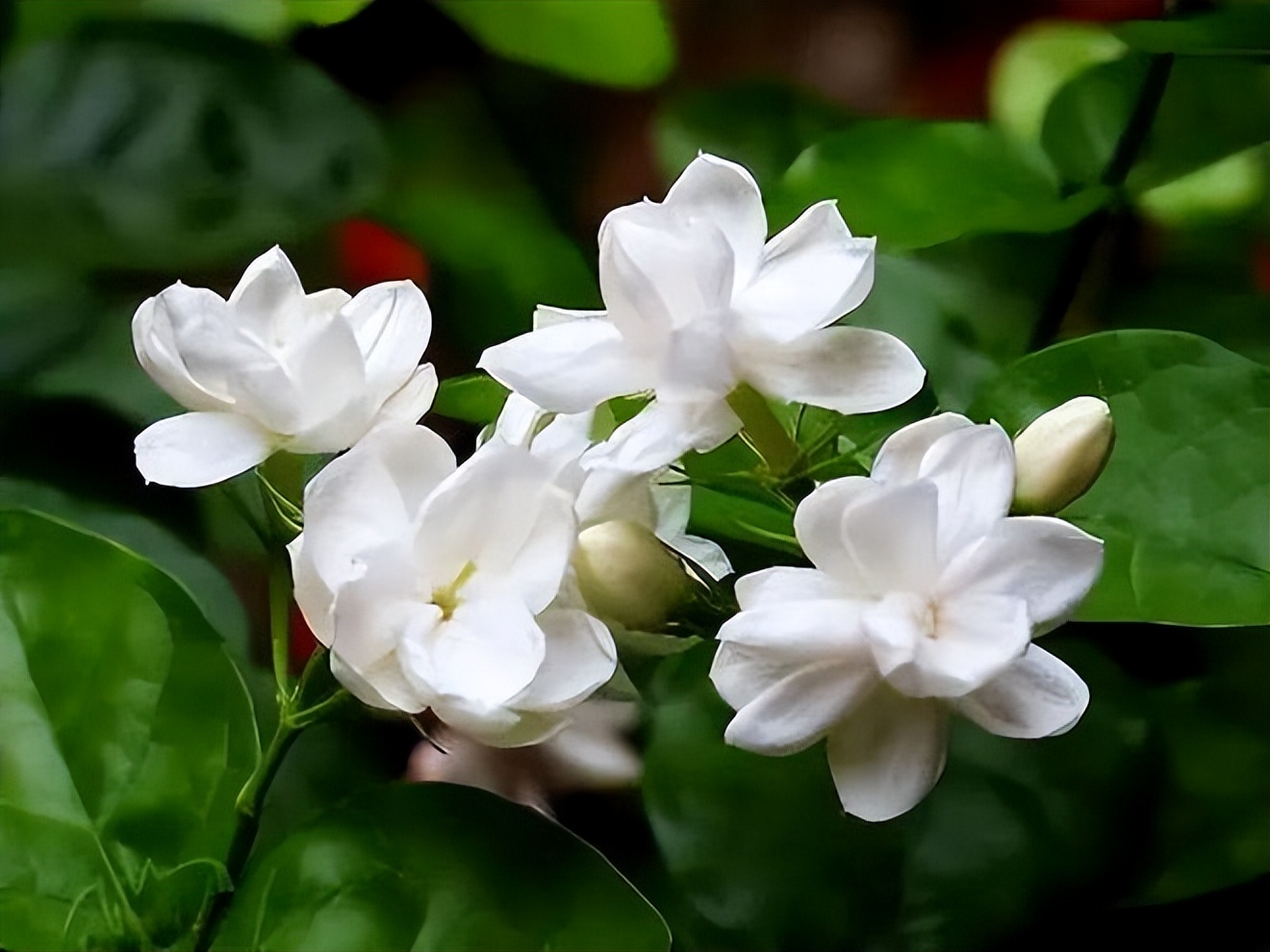 春季最好养的盆栽花卉图片,春季户外花园适合种植的花卉