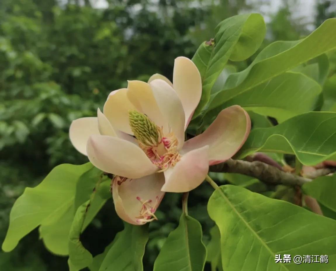 发财树“三木”药材再生环剥有“讲究”,5个细节要“避坑”