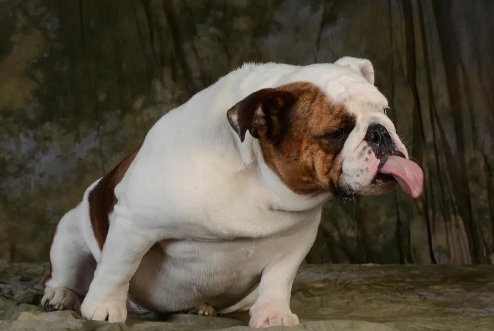 狗狗舌头的秘密居然有7个,狗狗的舌头为什么是黑的