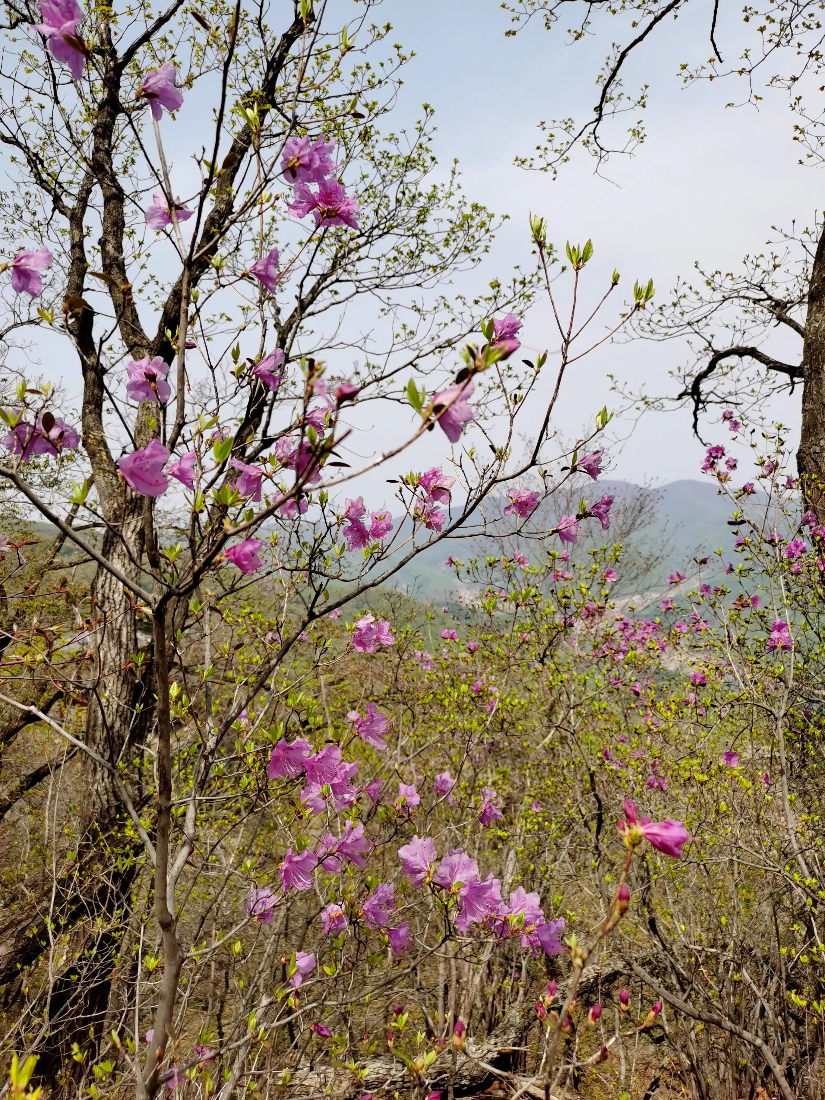 本溪桓仁五女山城是世界文化遗产,桓仁县木盂子山城遗址