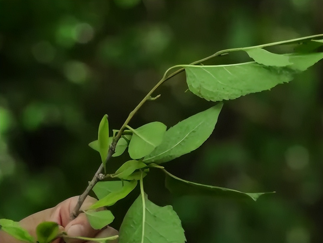 广东老板放弃皮革生意，靠壮阳树年入千万，一张树皮卖上千元