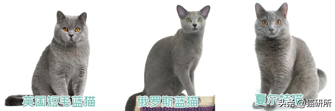 猫咪有哪些品种及名称图片,猫咪有多少品种和名字