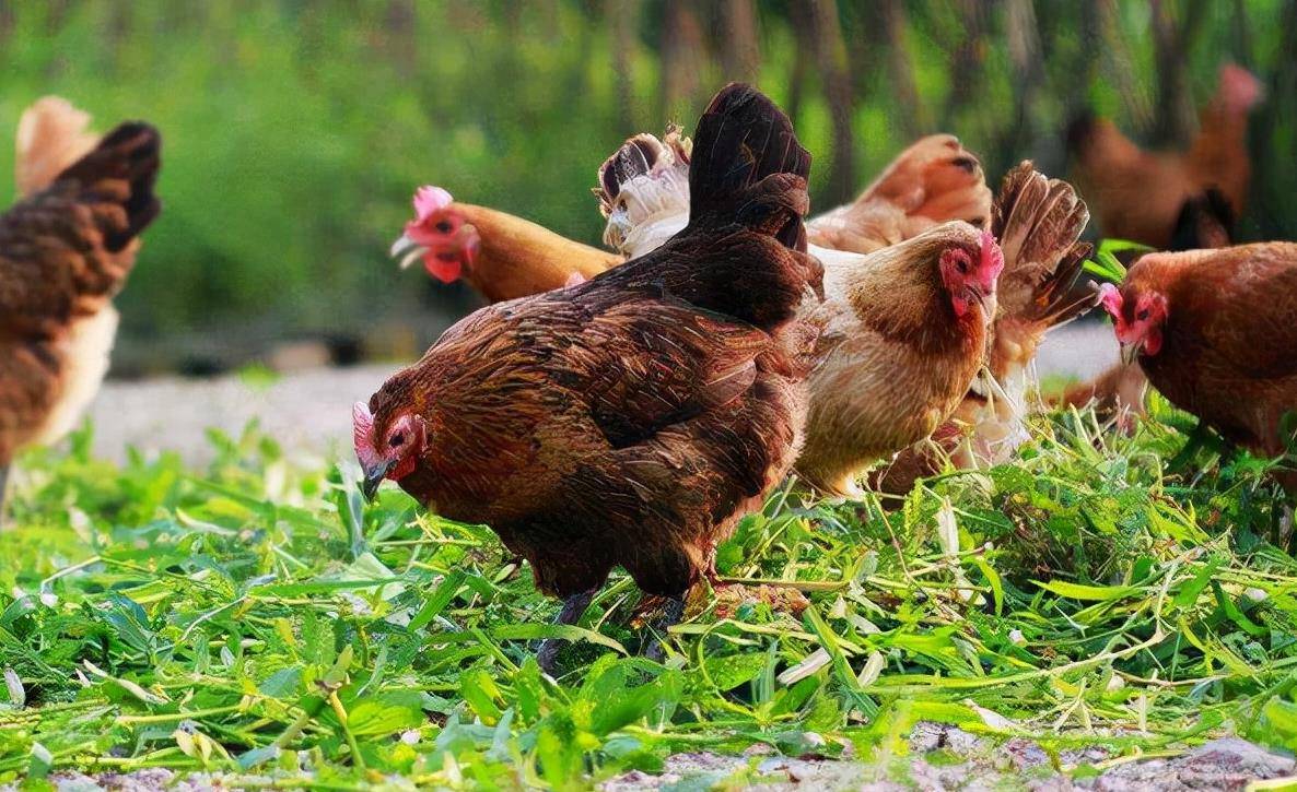 湖南小伙承包5000地只养十只鸡,农民大哥承包500亩土地养了10只鸡