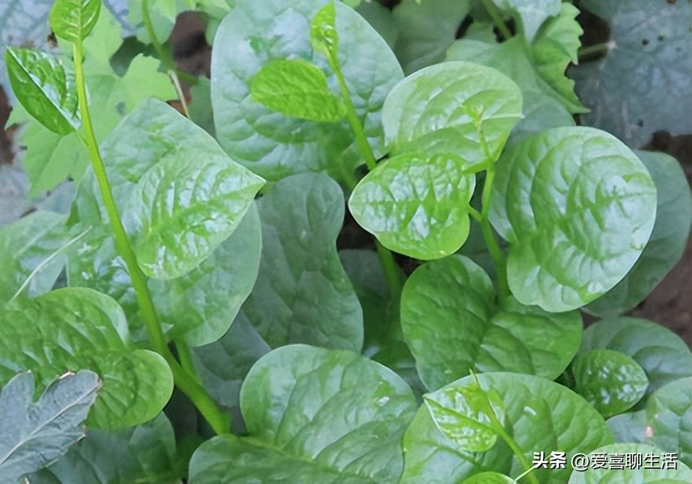 此菜钙含量是菠菜3倍,且草酸极低,中老年人常吃清热凉血降三高