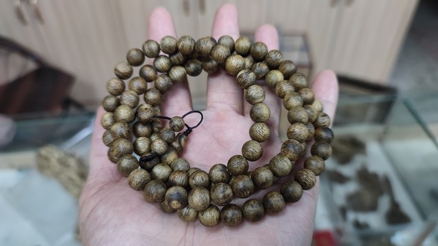 沉香树苗哪里品种最正宗最好,沉香树打孔结香