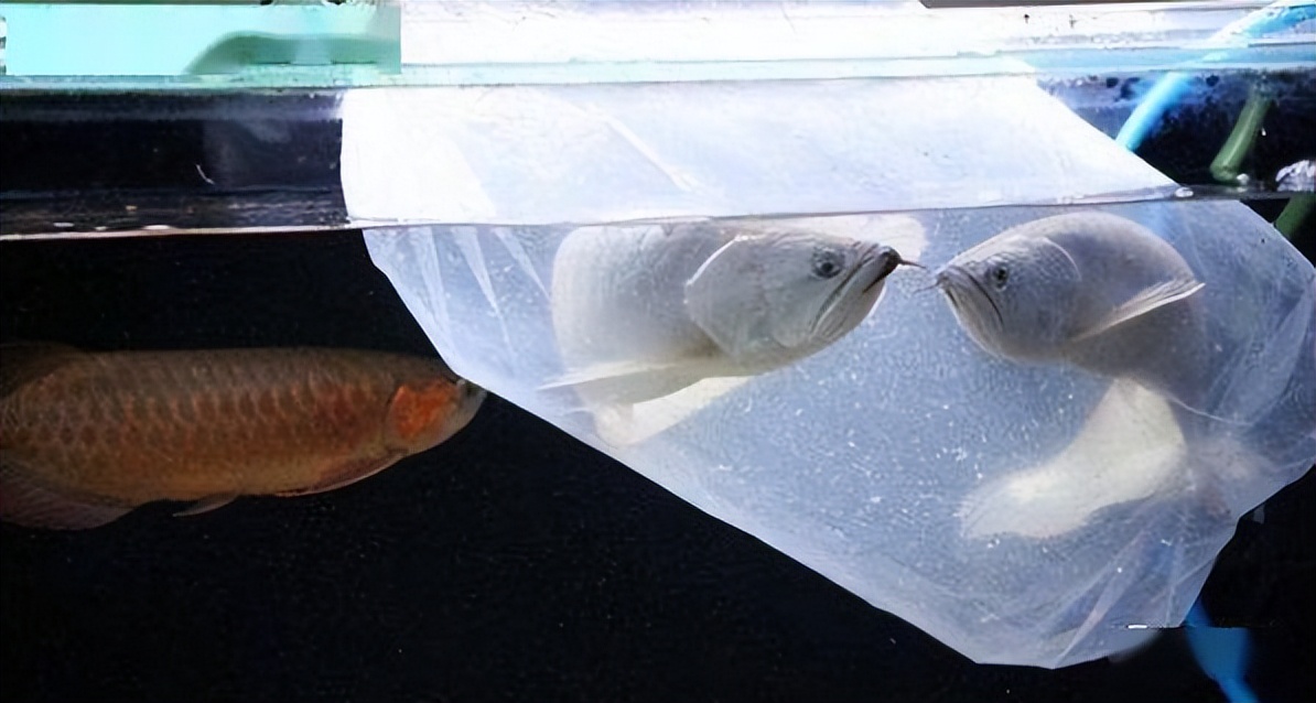 龙鱼的饲养方法和注意事项大全,龙鱼饲养问题