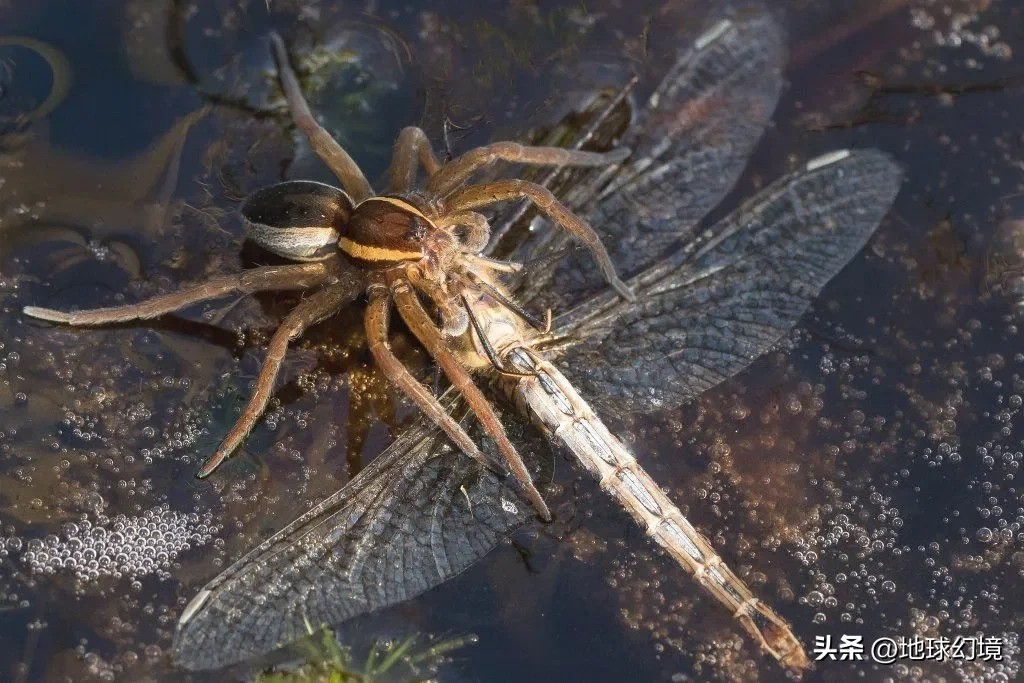 世界上最奇怪最大最恐怖的蛇图片,世界上十大恐怖诡异蛇