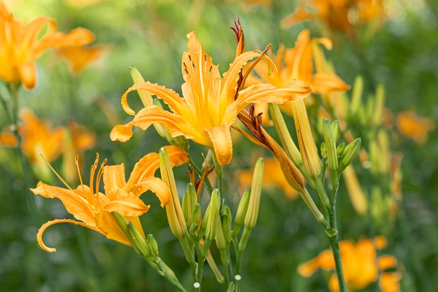 适合懒人在家养的5种花,适合新手养的3种花超级好养