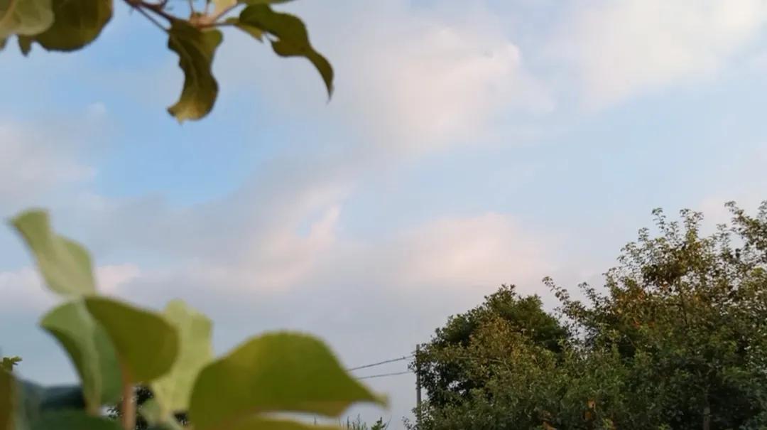 小灰,对不起!怪我无能为力,枉费一场相遇