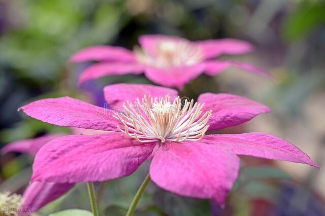 我怀疑这是我老公为了阻止我买花的阴谋