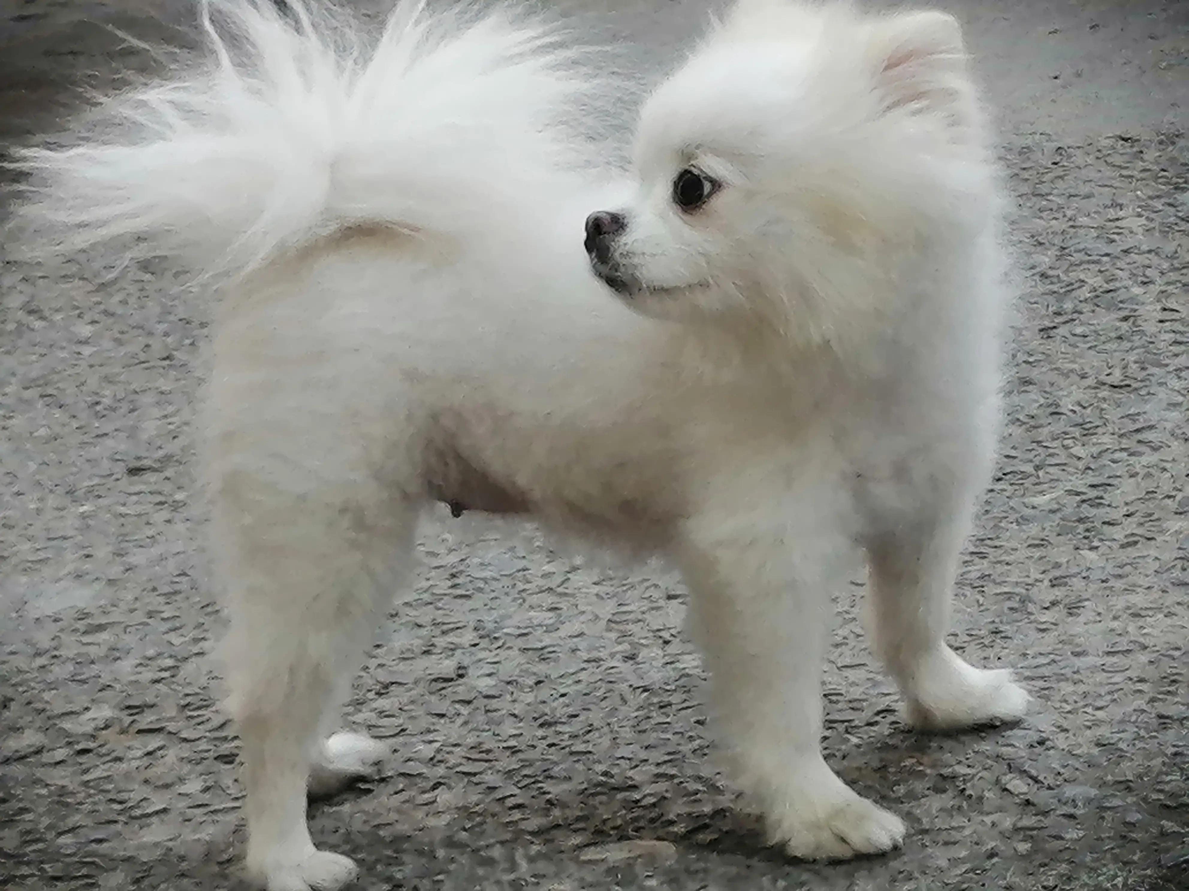 姣涜眴灏忕嫍,璋冪毊灏忕嫍姣涜眴