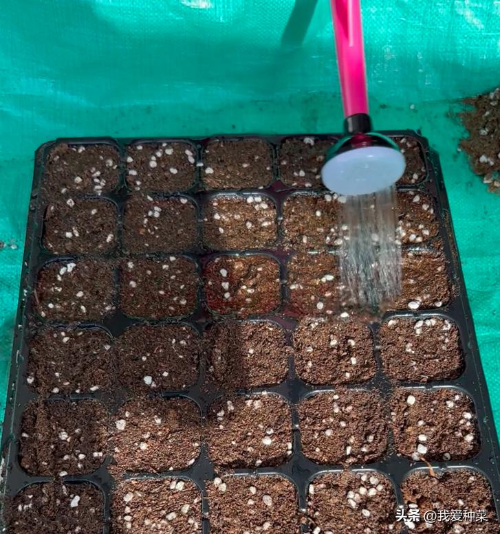 西红柿育苗的正确方法,西红柿育苗最简单的方法