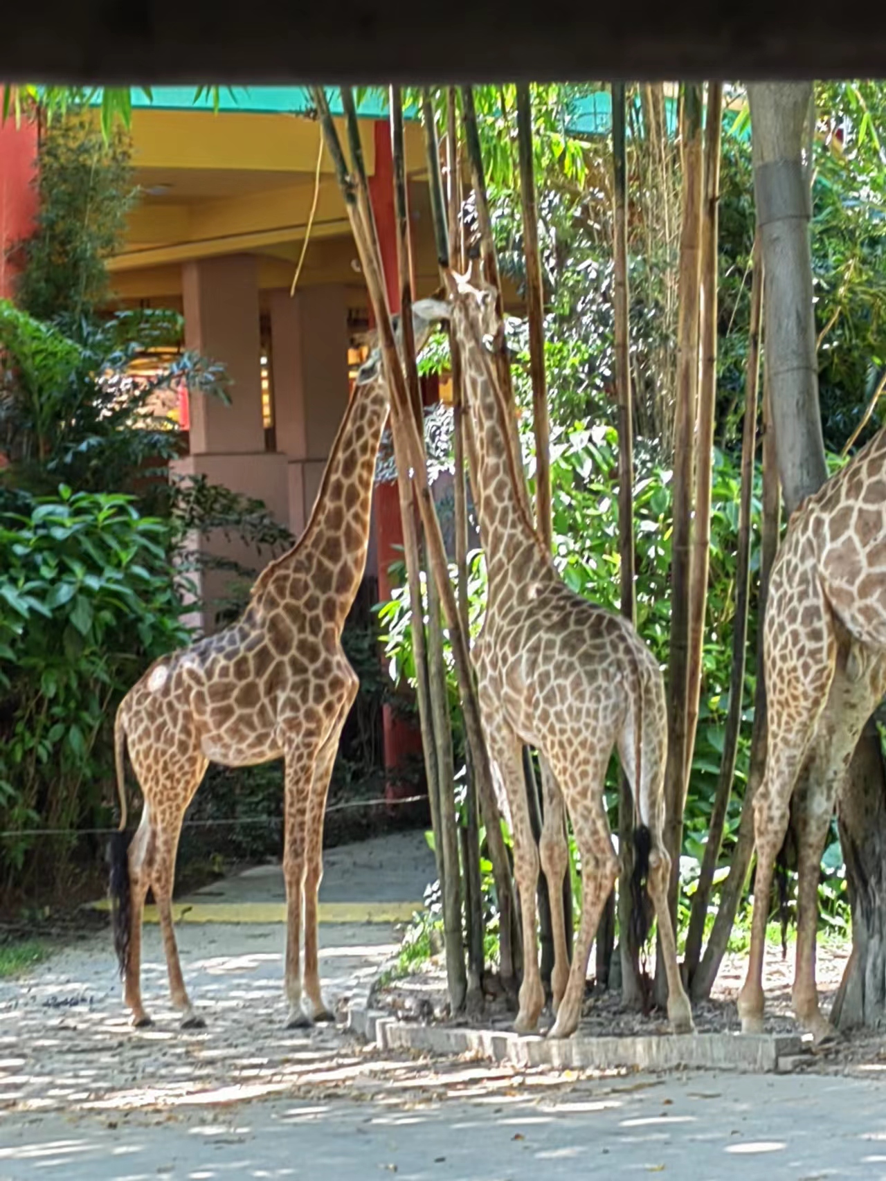 带一岁半宝宝去长隆野生动物园,冬天带两岁宝宝去长隆野生动物园