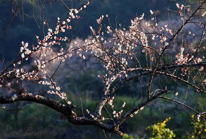 梁化梅园风景区,梁化梅园图片
