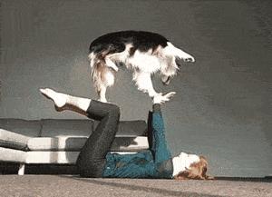 狗狗价格排行榜前十名德牧,狗狗价格排名前100名品种有哪些