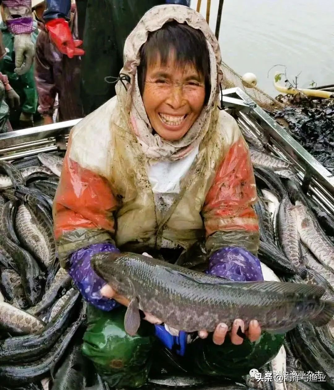 广东中山三角镇生鱼养殖基地,中山市水产养殖年产值
