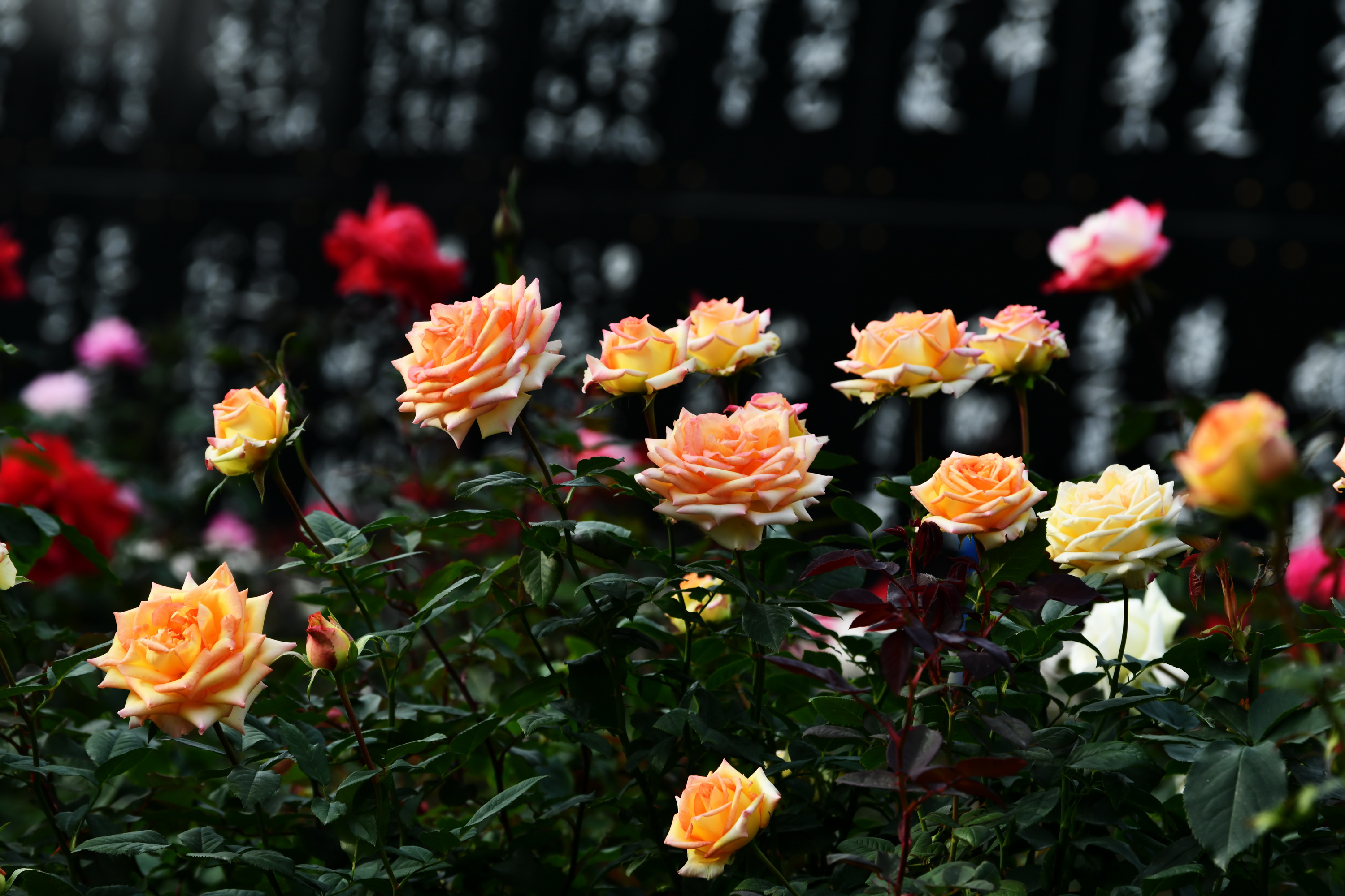 广州市番禺区宝墨园攻略,广州宝墨园景观