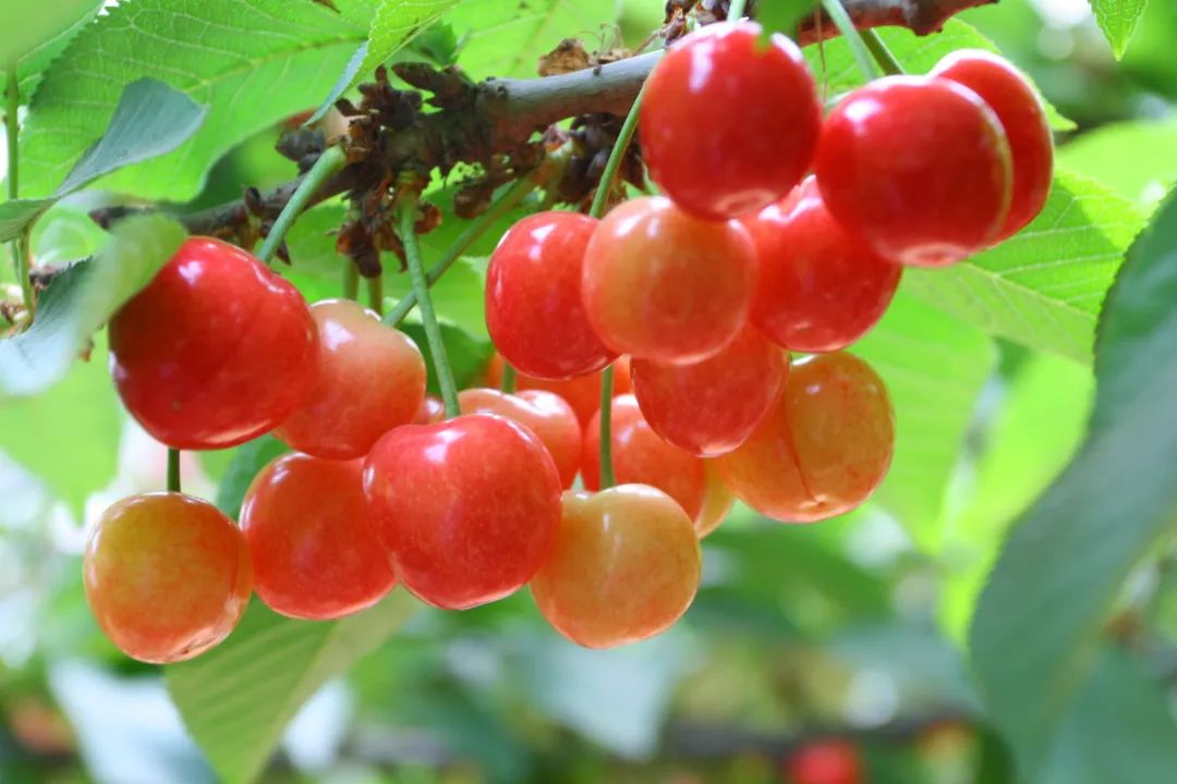 逛吃逛吃歌曲,逛吃逛吃大张伟