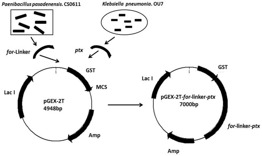 罗非鱼感染嗜水气单胞菌怎样治疗,罗非鱼病毒