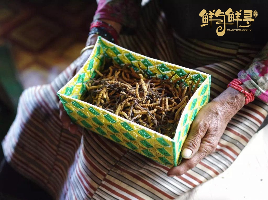 鲜冬虫夏草价格多少一棵,虫草哪里的虫草最好最便宜