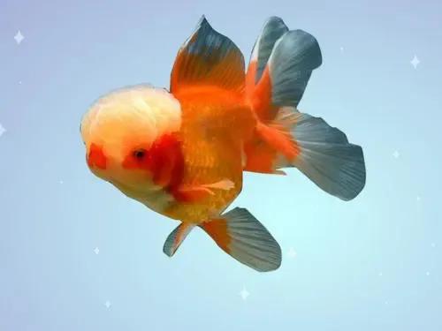 各种漂亮鱼的名称及图片,漂亮可爱的海水观赏鱼