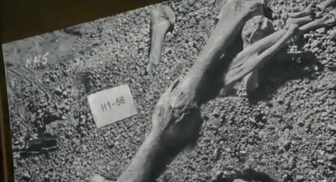 龙人祖先,现代人的祖先是龙人还是智人