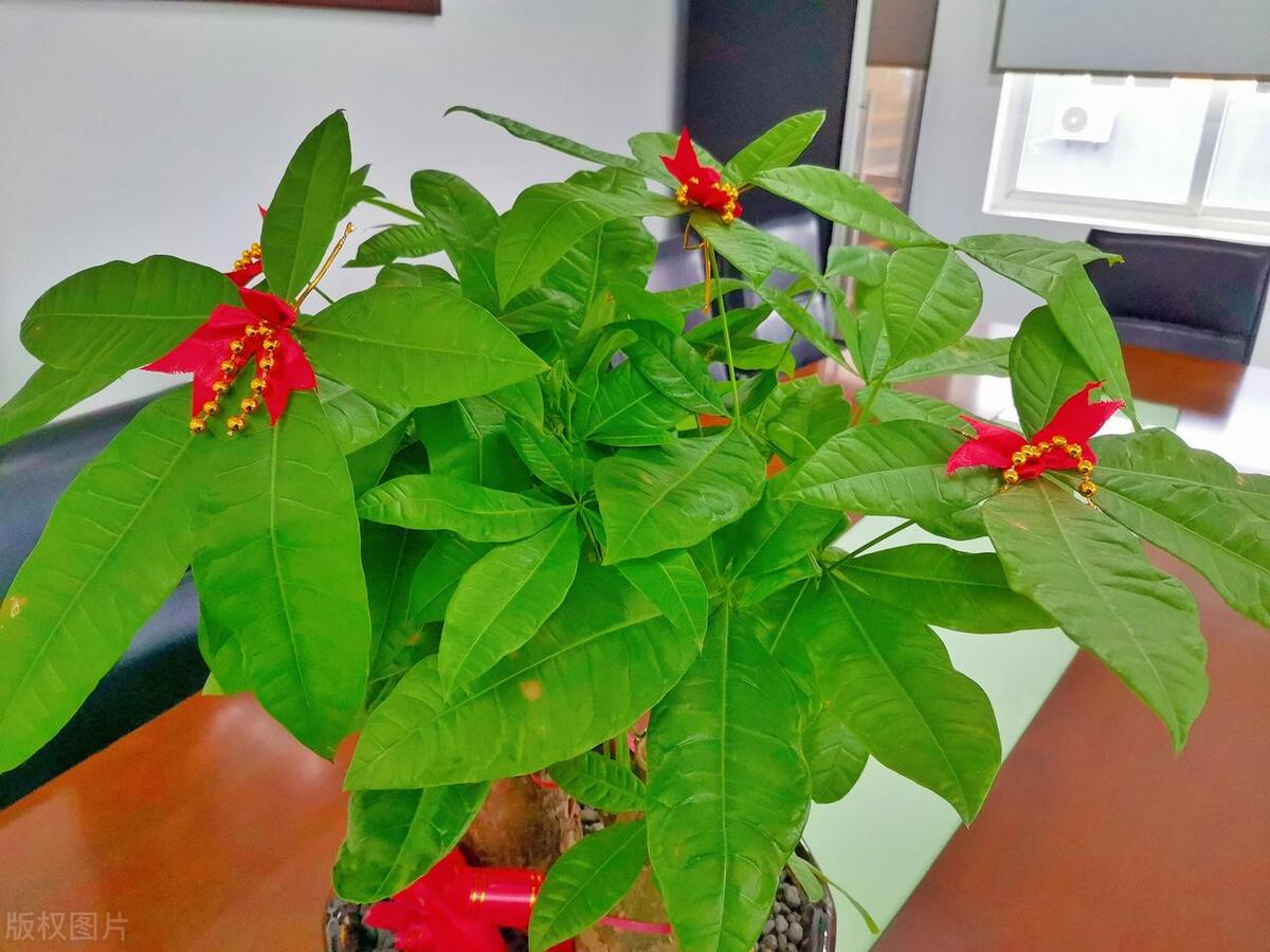 为啥发财树叶子上有黄斑,发财树叶子有黄斑多菌灵