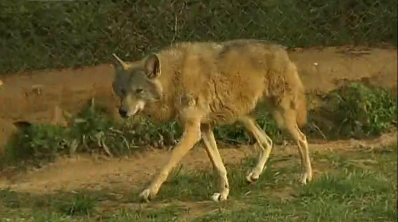 狗和狼故事简介,狗和狼的故事真实感动