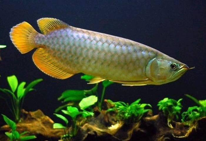 龙鱼不吃饲料怎么办,龙鱼缸放了清道夫龙鱼不吃食