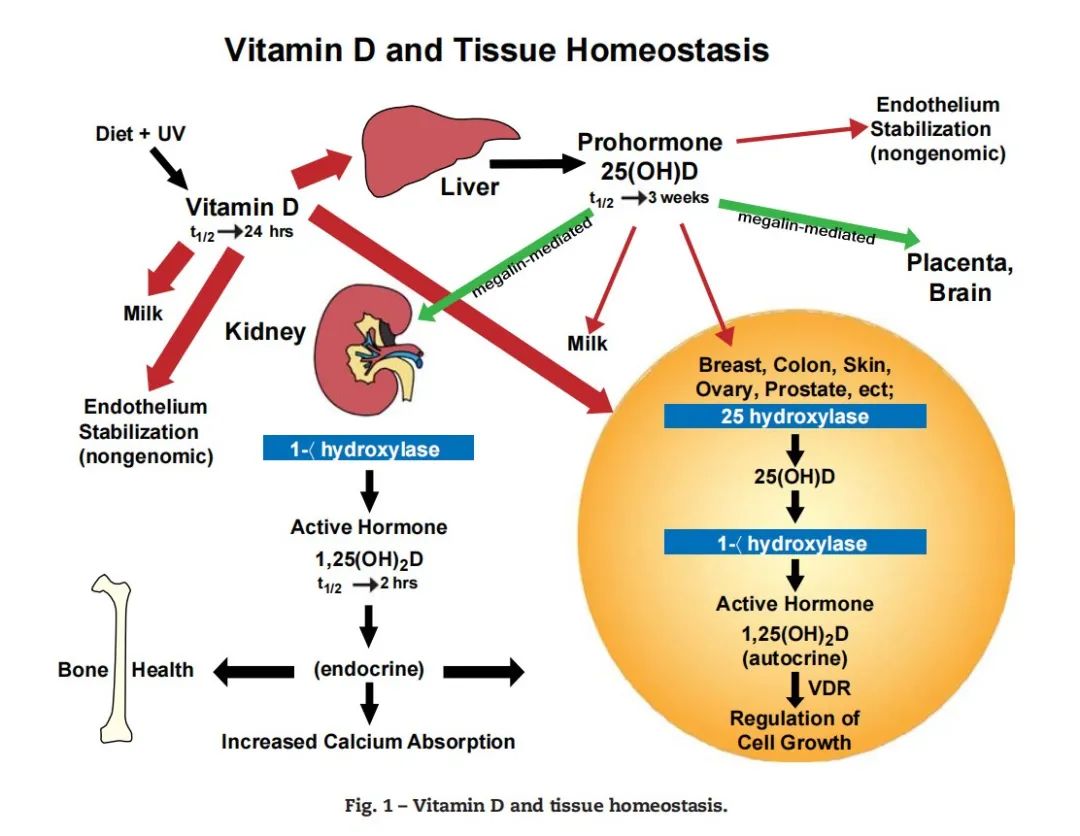 维生素D缺乏怎么补最快最有效,维生素d缺乏症时怎么预防o型腿