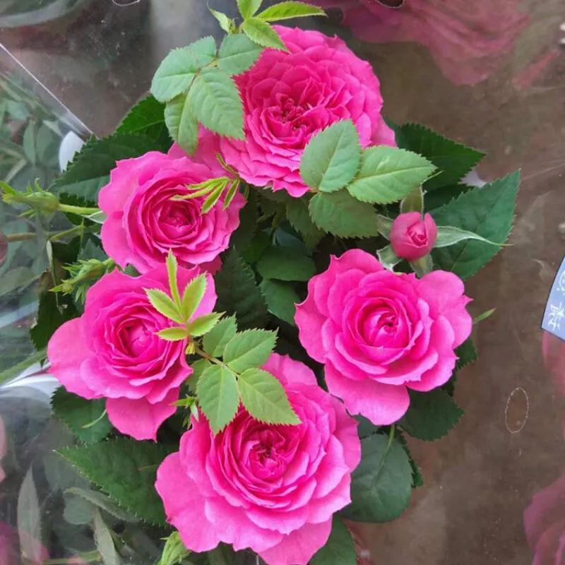 花草种类名称介绍,各种各样的花草名称大全