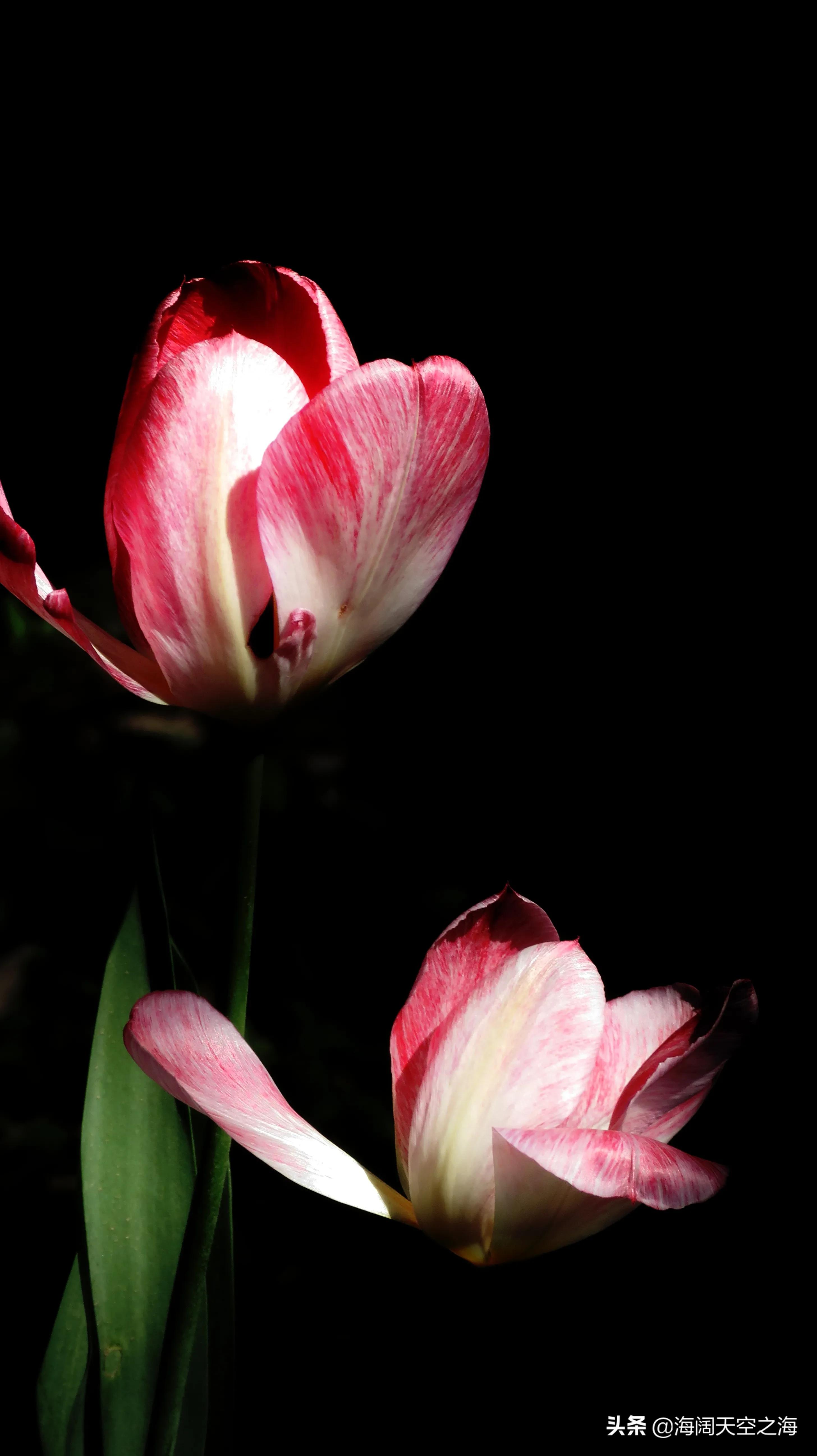 魔幻气球郁金香,魔幻郁金香