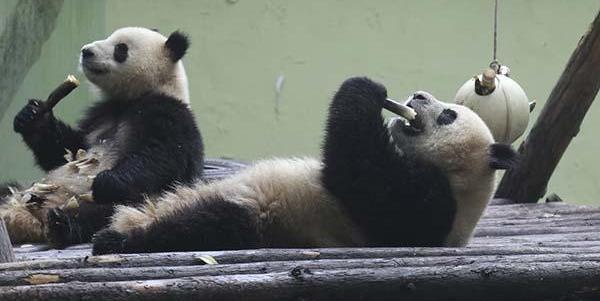大熊猫真的安全了吗,大熊猫安全性能