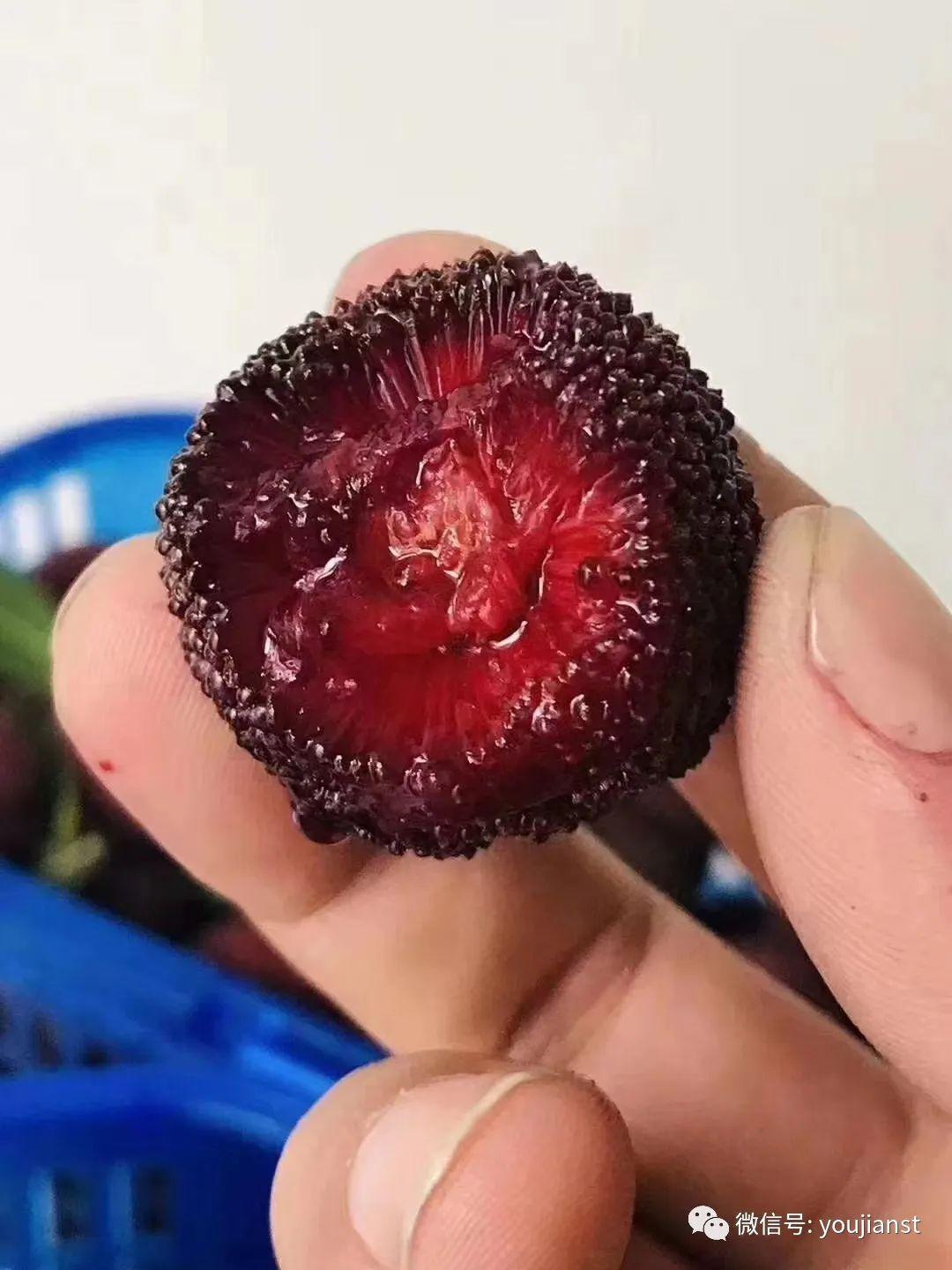 如何泡杨梅酒正确做法视频,泡杨梅酒的正确方法视频