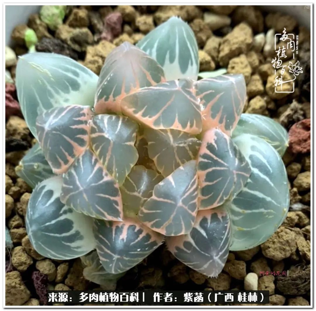 酷暑里的关爱，如十二卷般透亮绵长