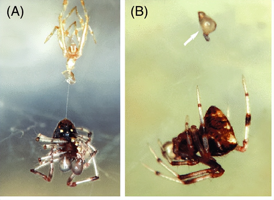 章鱼触手有寄生虫吗,寄生在章鱼上的寄生虫