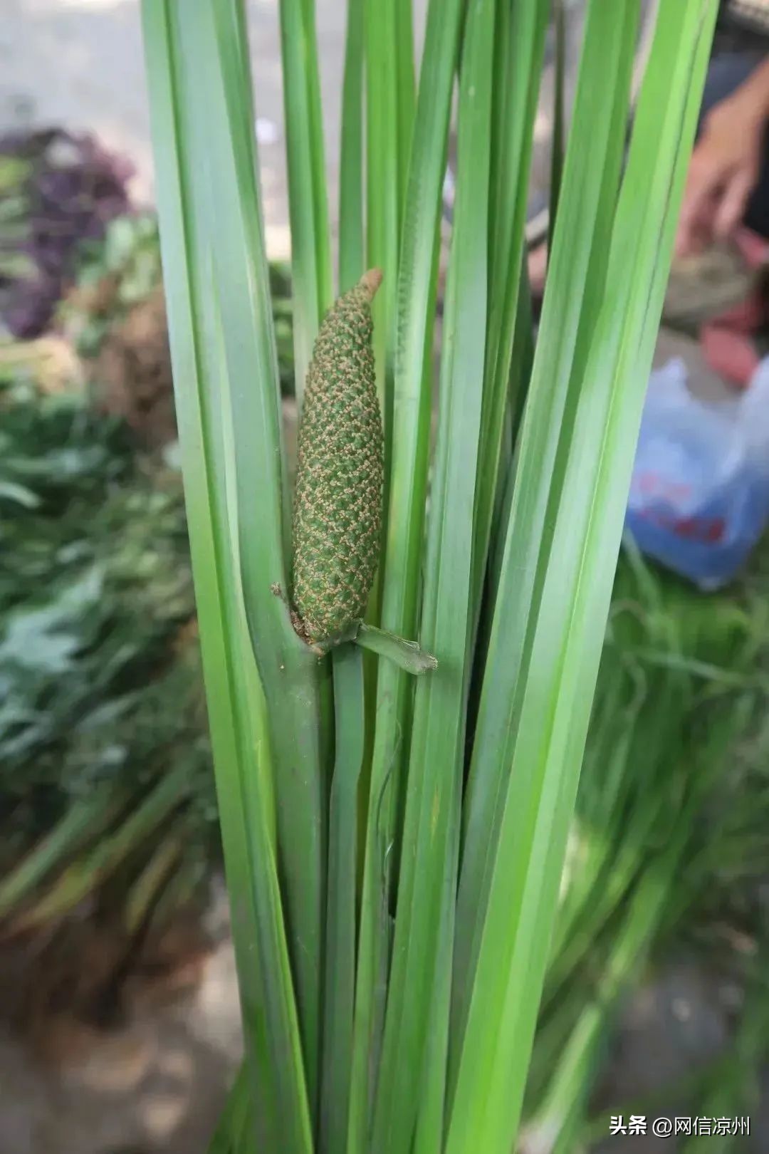 端午节习俗中有和花有关的吗,端午节的由来和相关的民俗活动