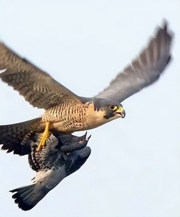 张朝林,张朝林作品