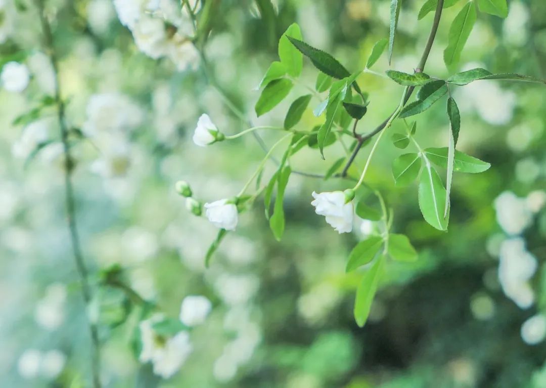 听我的，四月的杭州才是浪漫天花板。