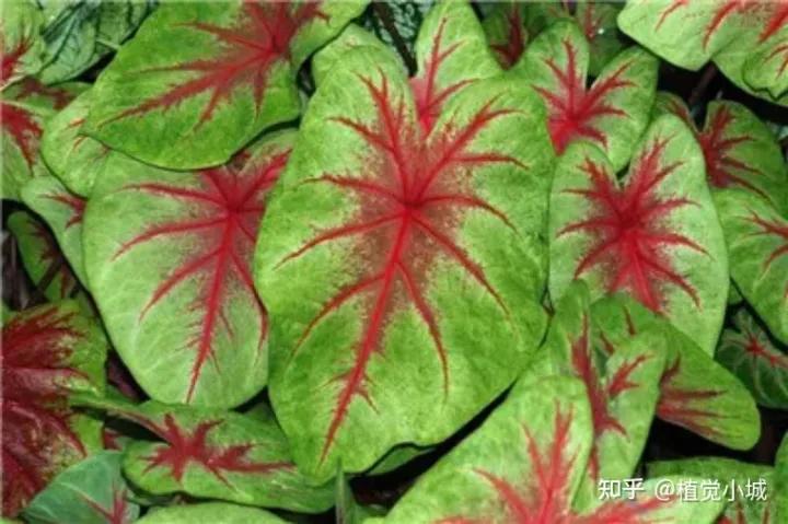 五彩芋类植物怎么养,五彩芋如何养护