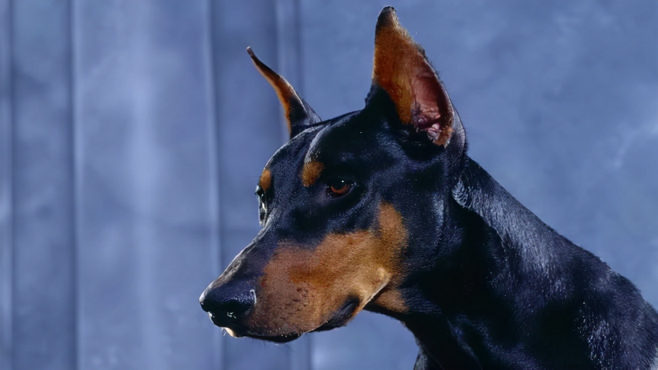 为什么不能养杜宾犬呢,网友劝不要养猫