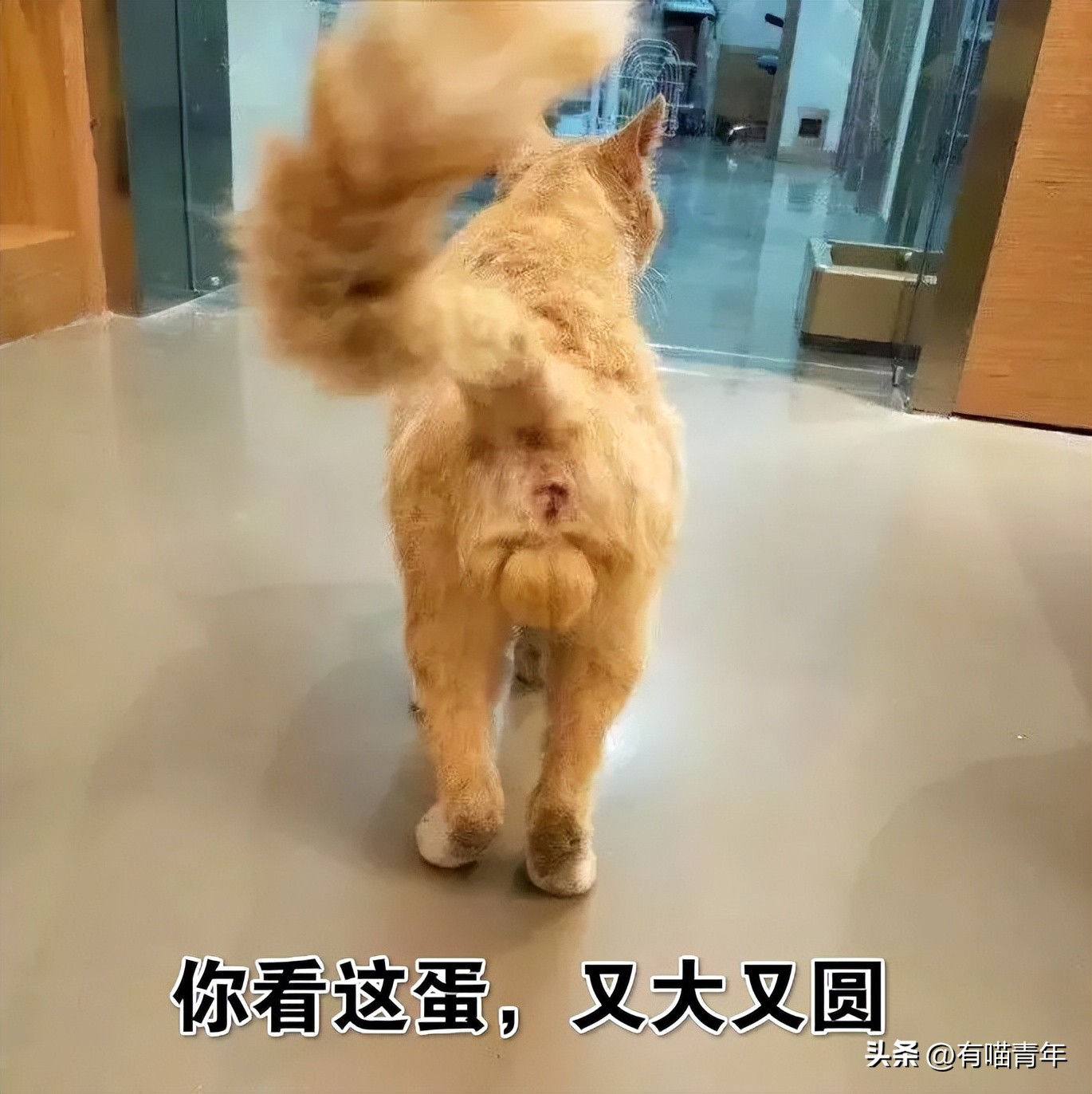 公猫出去一天一夜了都没回家,公猫出去三天没回来了