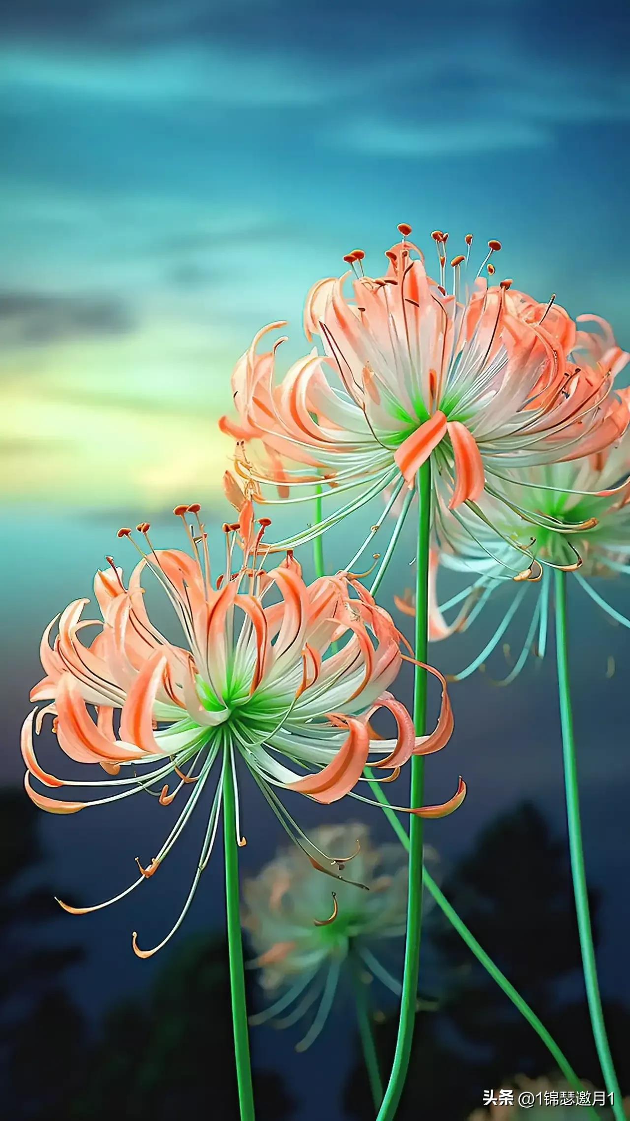 七月的夏天让生活慢下来图片,分享一个夏天的照片