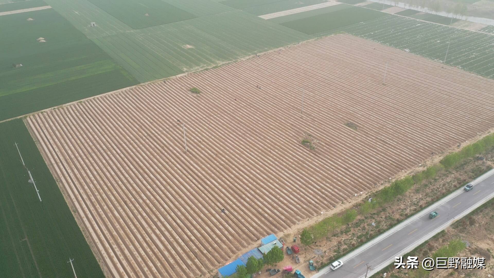 龙堌镇:头茬芦笋迎丰收抢“鲜”上市效益高