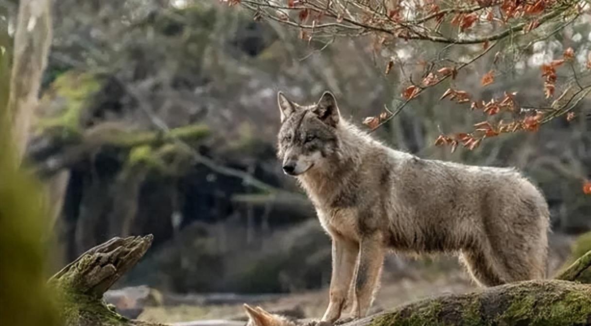 狼群只有狼王才能生后代吗,狼群中只有狼王有交配权吗