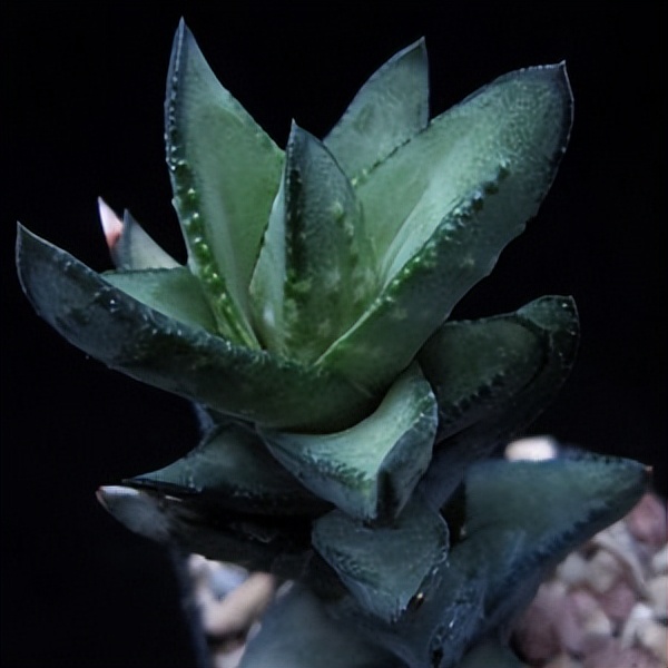 102个大类近500个多肉植物图片，都极其美丽，建议在家中也养一盆