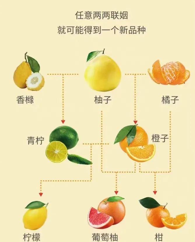橙子橘子柚子是寒性还是热性,柠檬柚子橘子橙子有什么关系